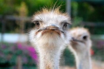 Ostriches, Oudtshoorn, Garden Route, Western Cape