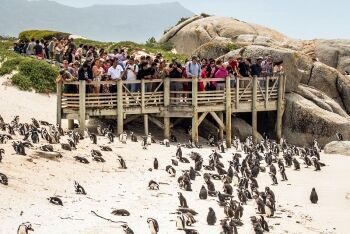 Penguins, Bolders Beach, Cape Town, Western Cape