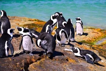 Penguins, Boulders beach, Cape Town, Western Cape