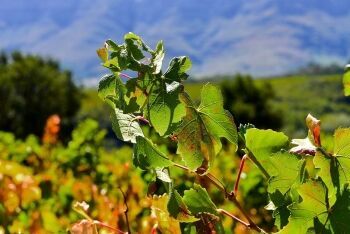 Vineyard, Winelands, Western Cape