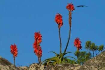 Red-hot poker flowers, Cape Town, Western Cape