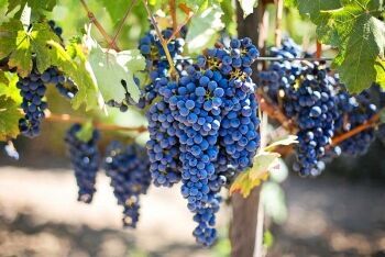 Vineyard, Cape Winelands, Western Cape